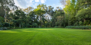 Jardin verde y vibrante